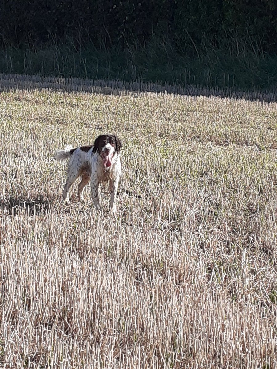 Bestestgundog's tweet photo. Bootiful early mornin pushin bak birds🙂🙂#workingspaniels https://t.co/bJPmOQNCGk