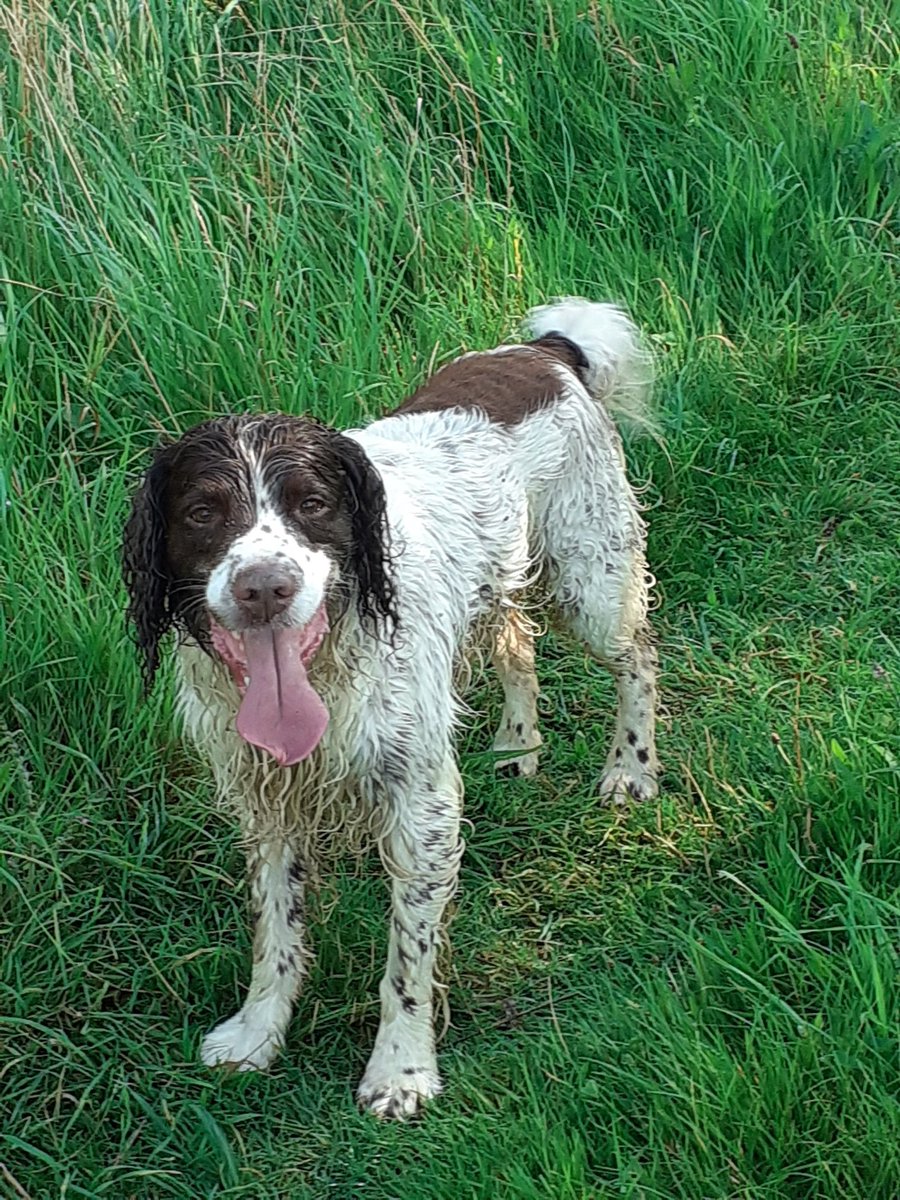 Bestestgundog's tweet photo. Bootiful early mornin pushin bak birds🙂🙂#workingspaniels https://t.co/bJPmOQNCGk