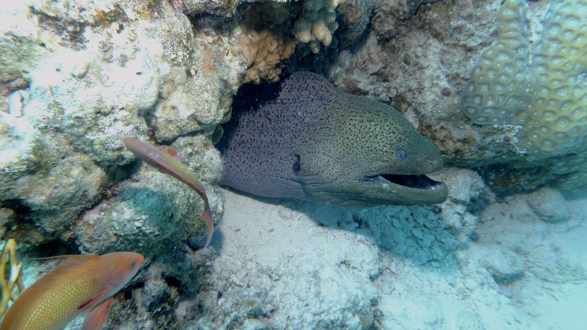 Dave Thompson MBE DL tweet media