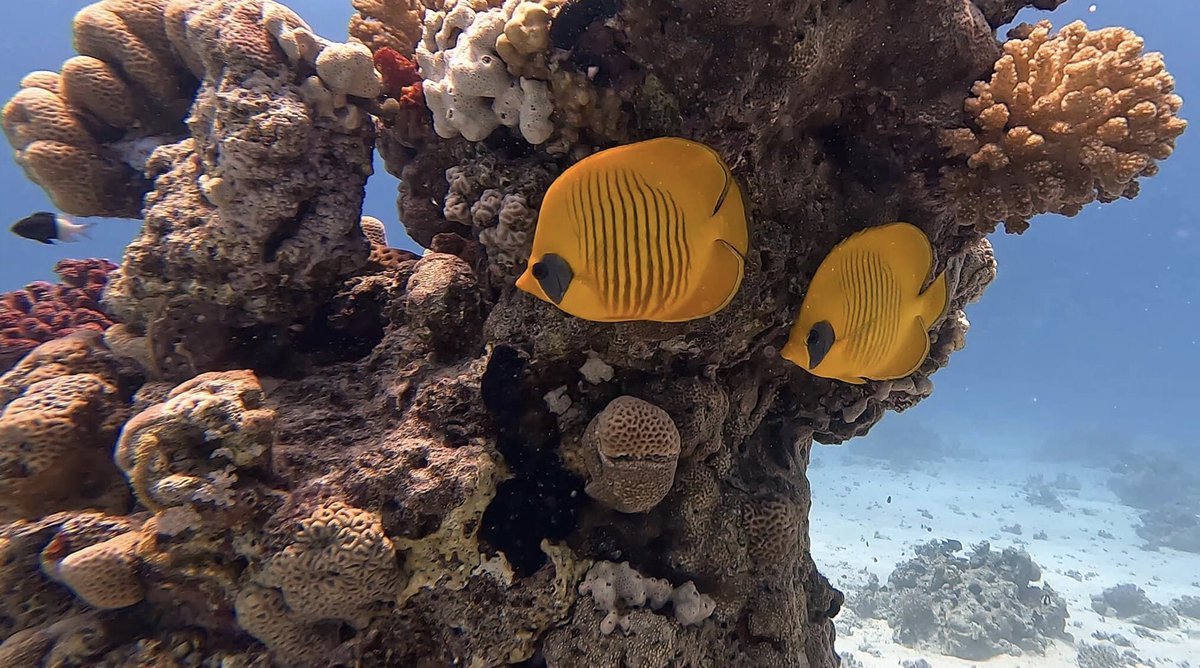 Dave Thompson MBE DL tweet media