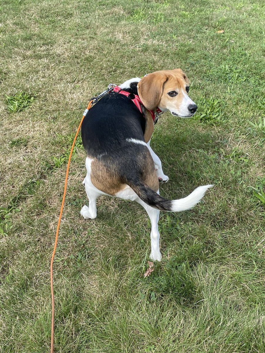 beaglelucylooo tweet media