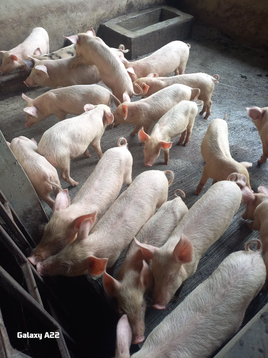 Alexmulty01's tweet photo. Farmers are being pushed to the extreme, and the prices of animal feed in Nigeria are increasing every day... May God help us... https://t.co/PMghnASJA5