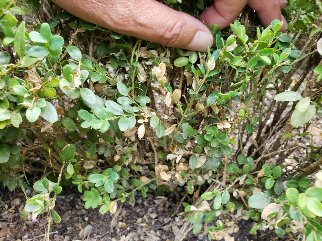 Looked for box blight in Jardine Sabathia- Parque del Campo del zmoro and took 3 samples.