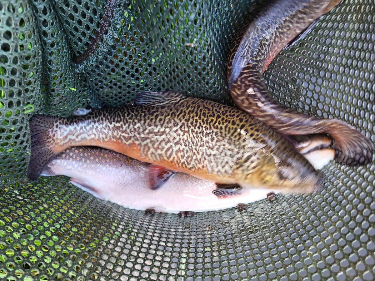 Ellerdine Ed tweet media