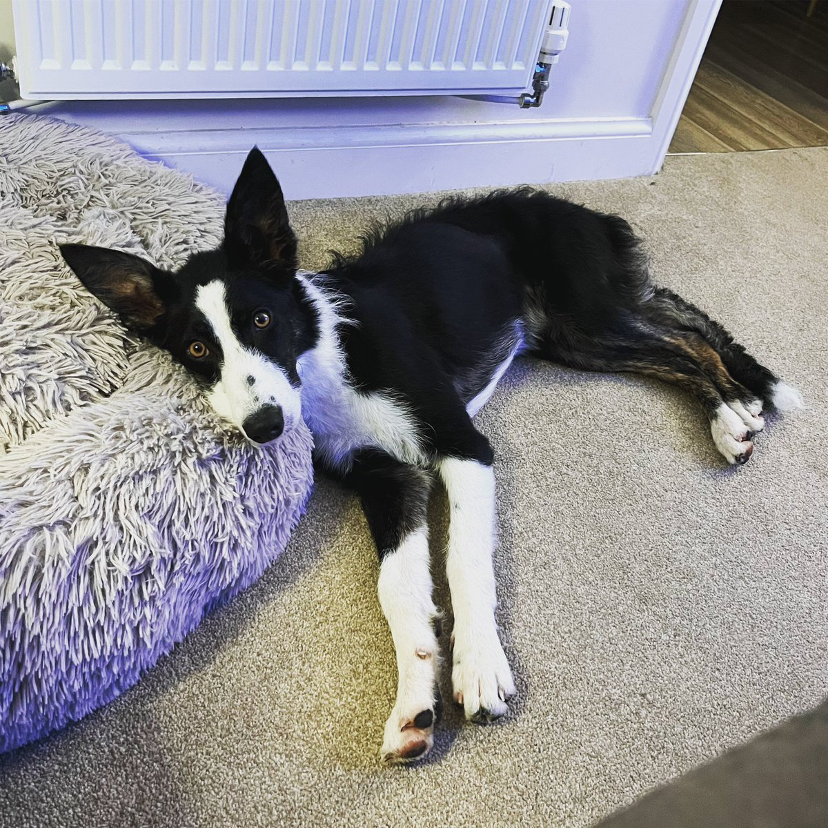 You mean to tell me, you steal Charlie’s bed from him and then choose to not even sleep in it, but instead use it as a fluffy pillow for your furry little head? It’s a good thing you’re cute.