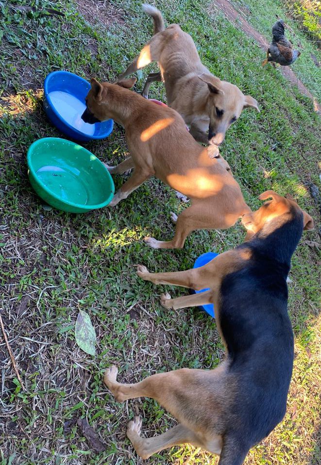 Helping them is what really shows you truely loves 🐾🐕

If u can , please we beg for your support
To donate ,click the link below 👇
link:paypal.com/cgi-bin/webscr…
Thanks 🙏