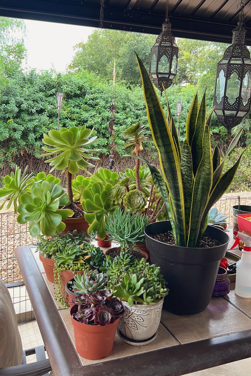 Moving some of my #succulents under the patio in preparation for #HurricaneHilary &amp; hoping for the best 😅

Stay safe everyone ✨