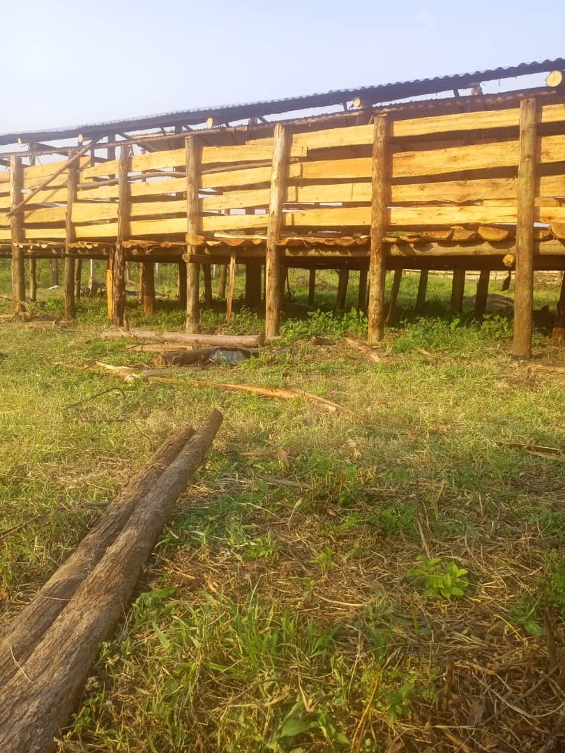 Why should a goat structure be raised above ground level?