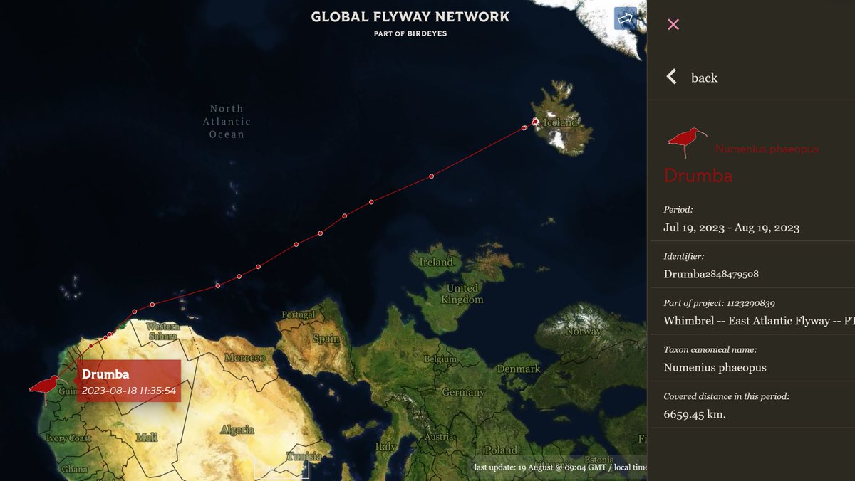 With a recycled PTT-tag from #MAVA 'Waders of the Bijagós' project, #whimbrel DRUMBA was enabled to share stories with the world. The first story, about a 6000 km non-stop #migration #flight to Sierra Leone, has just unfolded and can be read at globalflywaynetwork.org/tracks/species…
<a href="/eco_flyway/">Eco Flyway</a>