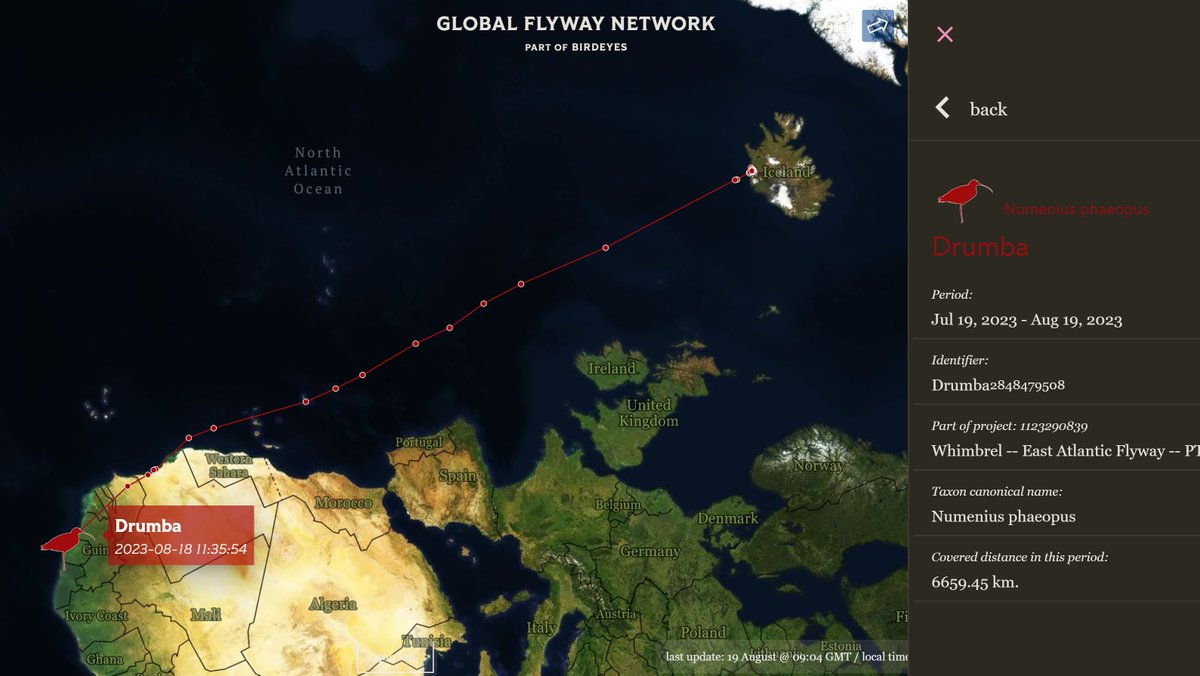 With a recycled PTT-tag from #MAVA 'Waders of the Bijagós' project, #whimbrel DRUMBA was enabled to share stories with the world. The first story, about a 6000 km non-stop #migration #flight to Sierra Leone, has just unfolded and can be read at globalflywaynetwork.org/tracks/species… @eco_flyway