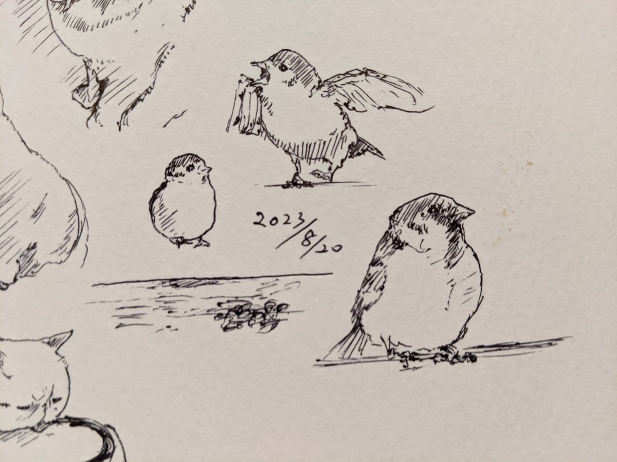 チュン カキカキ。 