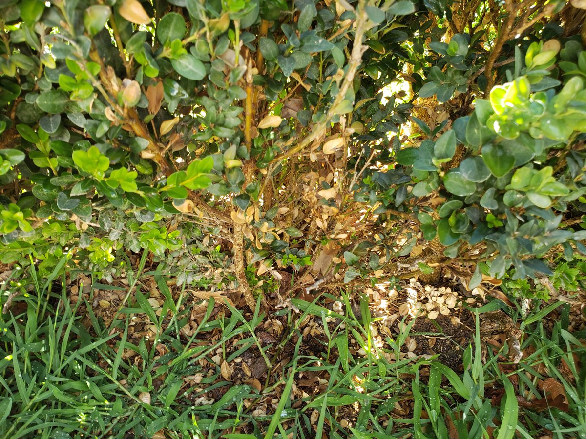 Searched for Box blight in Plaza de Oriente, Madrid on 8/15-16, taking one sample.