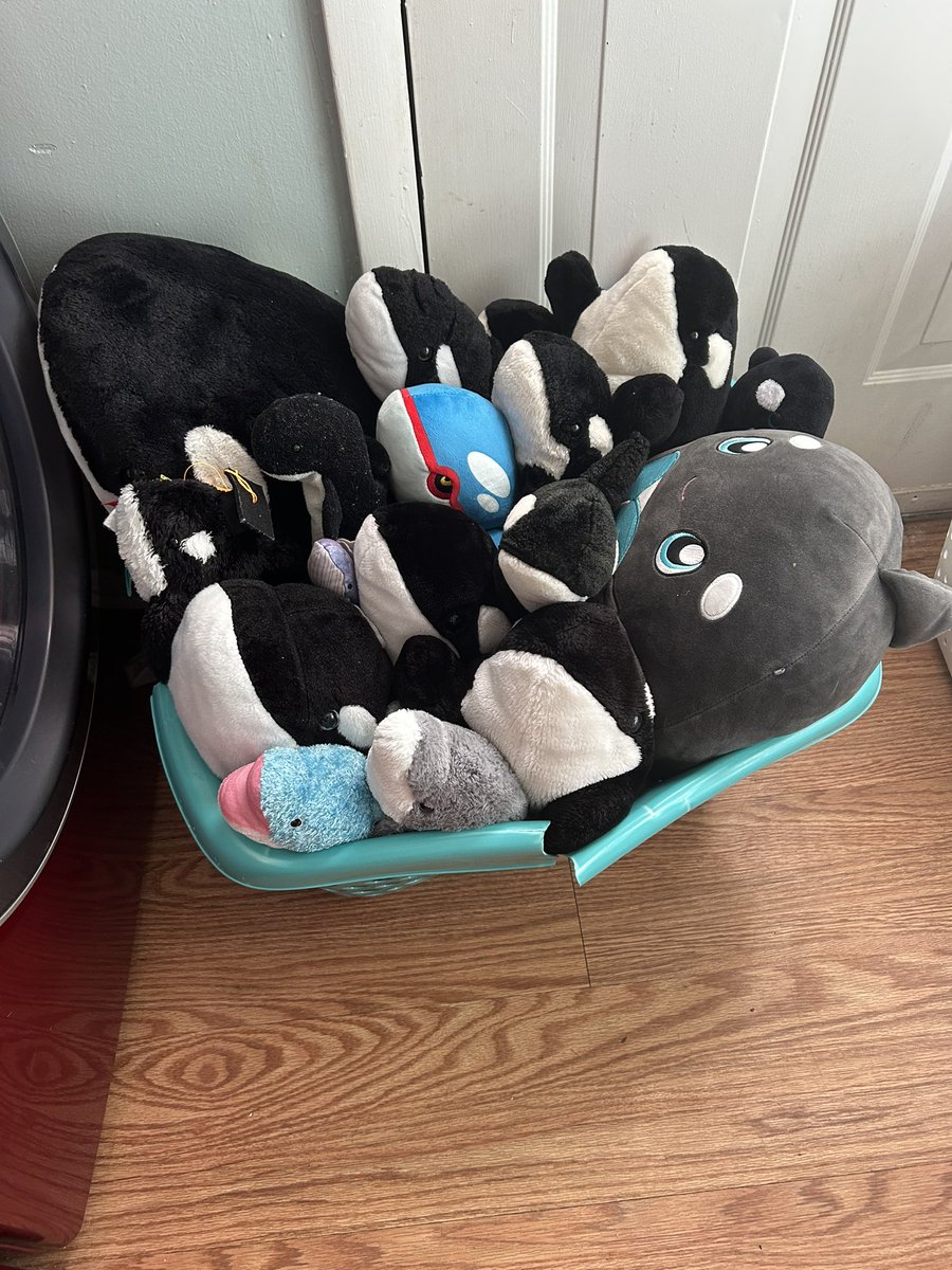 Loving_Orca's tweet photo. Putting my plush orca pod to wash. These are all my orca plushies (and one bottlenose plush) #orca #plushies #cetatwt https://t.co/PNcvnVKj1I