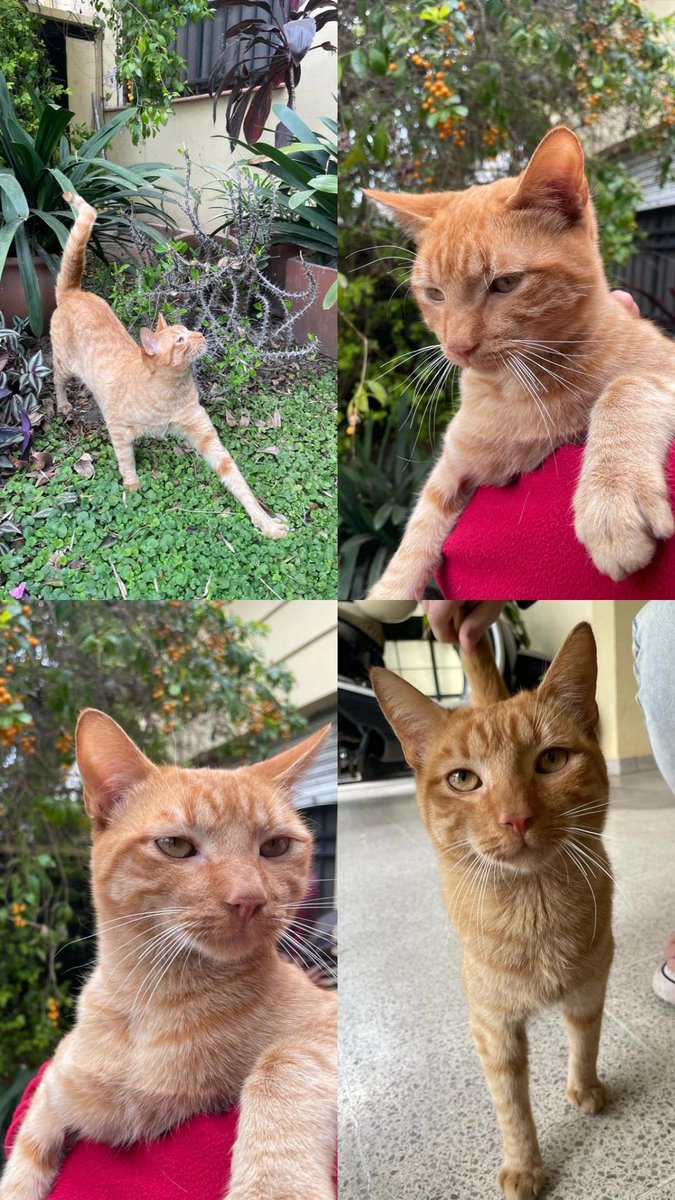 VikiEber's tweet photo. Apareció este gatito macho en el patio de mi casa, difundir para que aparezcan los dueños
Gracias ❤️ https://t.co/IPqzFPRdb3