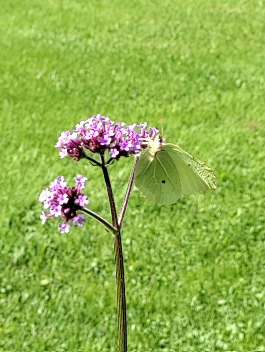 Ihan sitä välillä pysähtyy puutarhaansa ihailemaan perhosten työskentelyä!

Meditatiivistakin, eikös vain @nissinul? 

#jättiverbena
#ystävänlahja
#perhosbaari