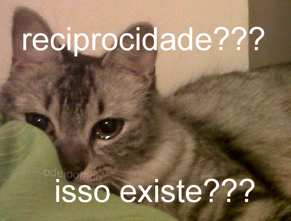 perfil dedicado a gatinhos e peitos (@odeiootaco) on Twitter photo 