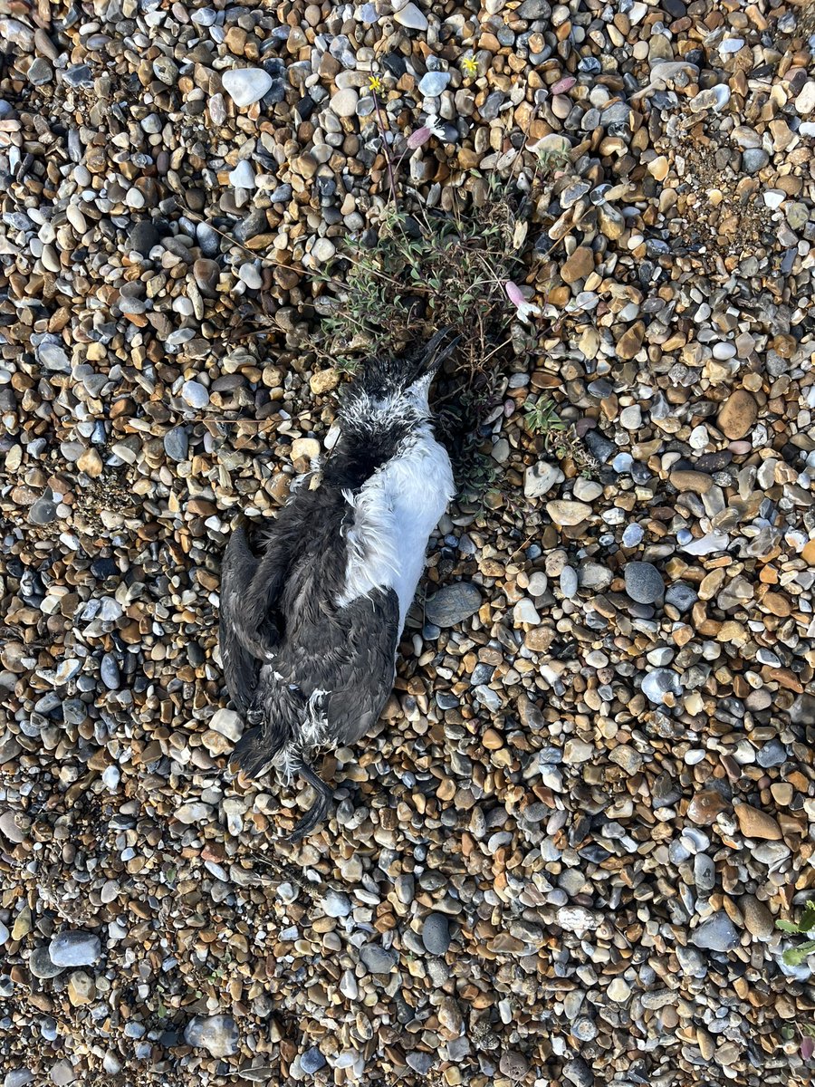 Sad to see 7 Guillemots and 1 Razorbill washed up on the shoreline between Cley beach and Blakeney point today as well. 1 Guillemot still alive in the surf.