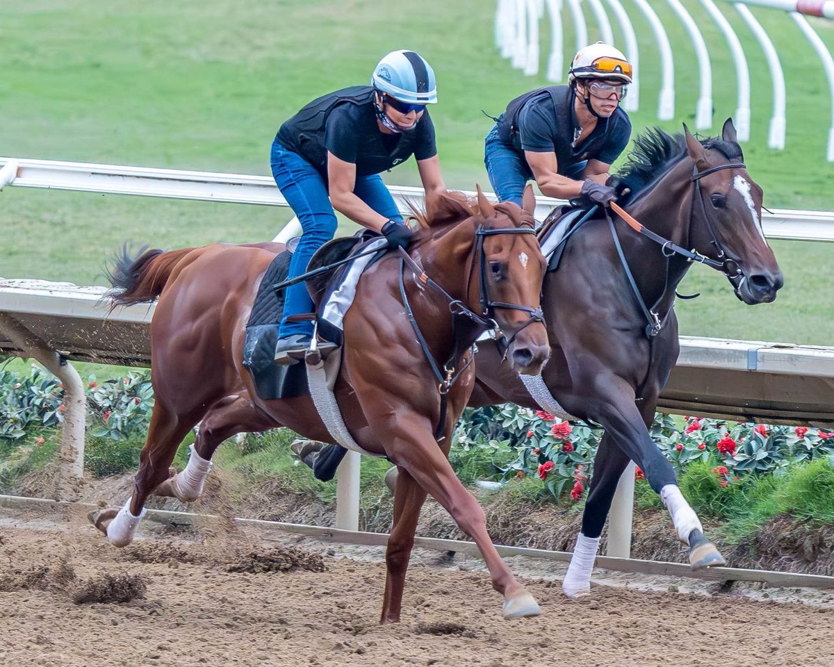 SarahHorsegirl's tweet photo. Legitify Photos
Enjoy these photos of Legitify from his most recent breeze at Del Mar courtesy of MyRacehorse owner Charles Toler. #Justifycolt #Legitify #MyRacehorse https://t.co/wjOLIVfv4l