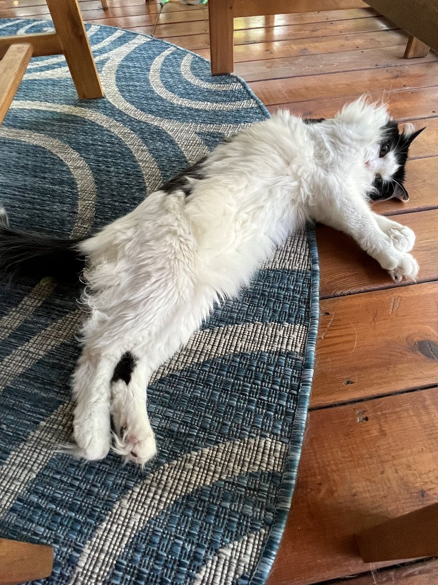psych_suave's tweet photo. Current Cat Status: https://t.co/kNJAhlRm2B