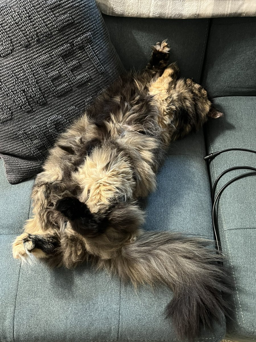psych_suave's tweet photo. Current Cat Status: https://t.co/kNJAhlRm2B