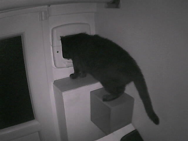 PepitoTheCat's tweet photo. Pépito is out (23:42:32) https://t.co/798Roe6cZh