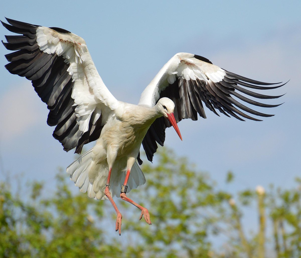 Image 19 - Bocian ,  Stork . 

.