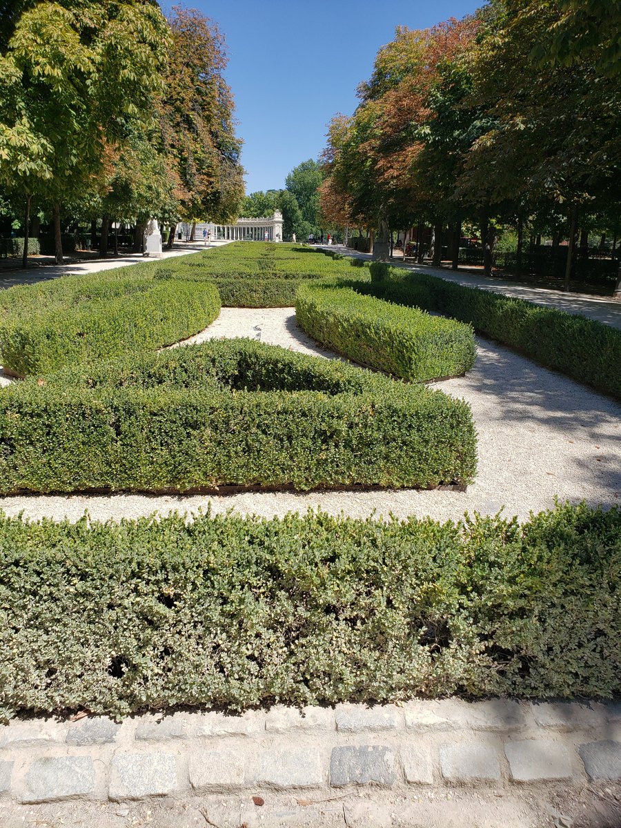 Found large box planting on Jardines del Buen Retiro in Madrid in the pm of 8/16 although no sign of blight, too hot (nearly 40C) and dry.