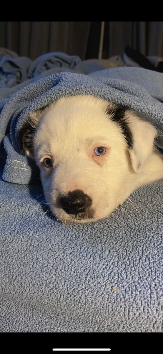 _jonthn's tweet image. Puppy,teen, and full grown I love you papi