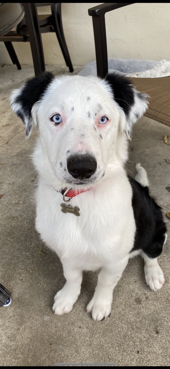 _jonthn's tweet image. Puppy,teen, and full grown I love you papi