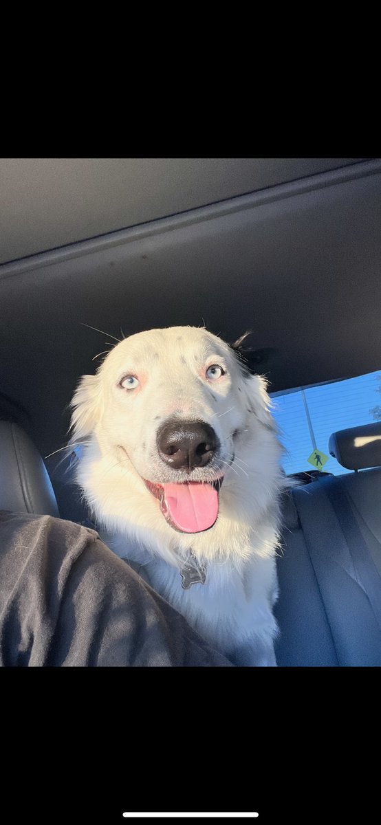 _jonthn's tweet image. Puppy,teen, and full grown I love you papi