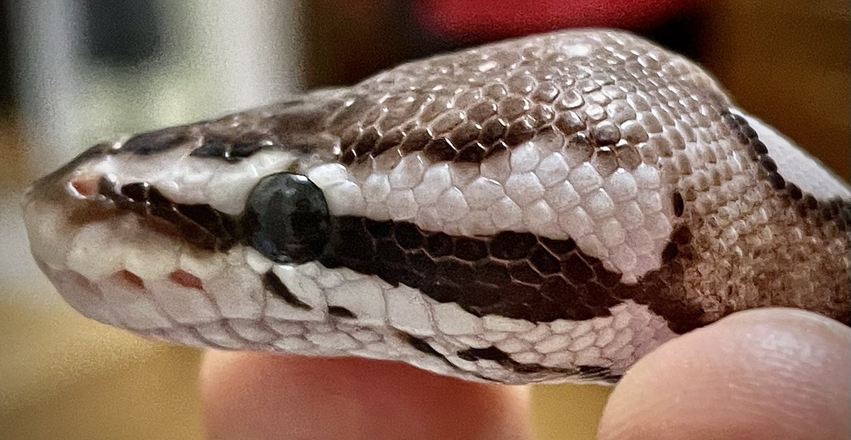 おはようございます☀
クルエラちゃんの瞳に映るオイラ🤣
#ボールパイソン   #アザンティック　#Python #ballpython #royalpython #axanthic #爬虫類　#reptile