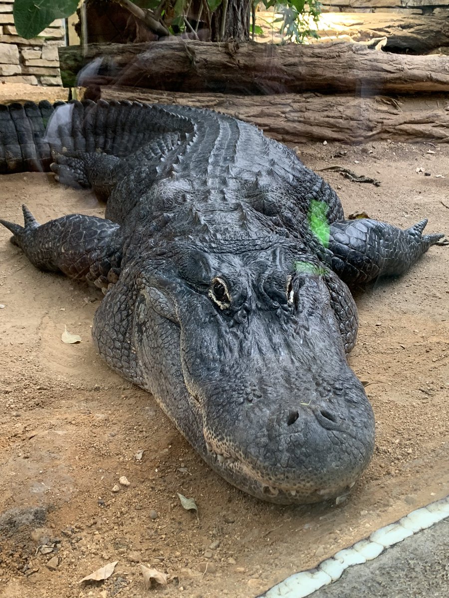 GatorsDaily's tweet photo. i need to touch a thick gator immediately https://t.co/tAfi7Jylzq