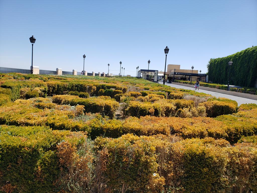 Saw drought damage to box in Toledo, a suburban of Madrid on 8/17.