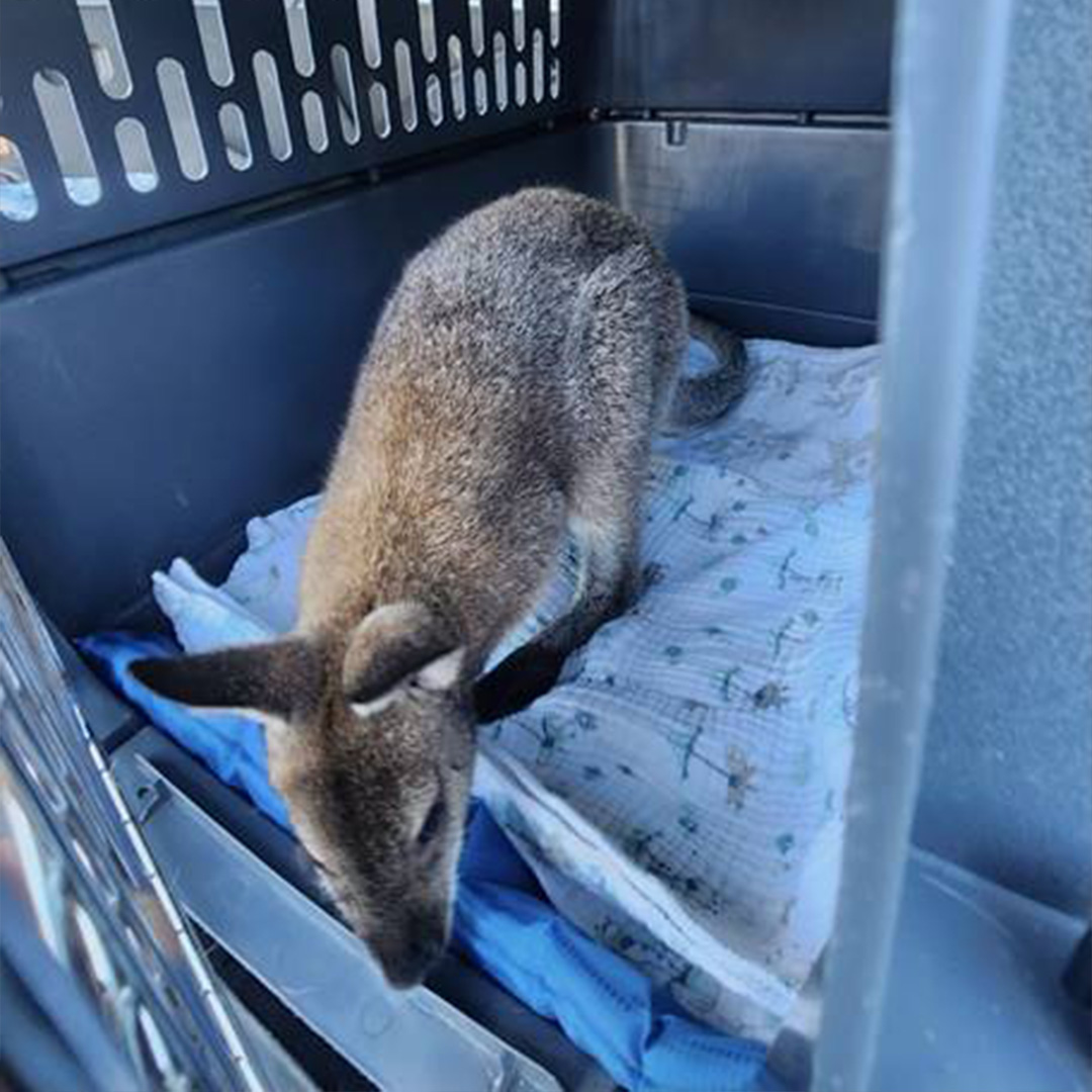 After receiving reports of an individual with a Wallaby on the Coney Island Boardwalk last night, officers from the <a href="/NYPD60Pct/">NYPD 60th Precinct</a> responded &amp; rescued the animal, giving it to the <a href="/NYCACC/">Animal Care Centers of NYC</a>. The individual received a summons for "possession of a wild marsupial."