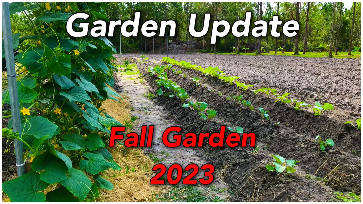 Alion_Unleashed's tweet image. Join us for this update on our fall and what we are planting next! 

#fallgardening #fallgarden #growyourown

Garden Update | Fall Garden 2023
youtu.be/uSI-tyBdAzo