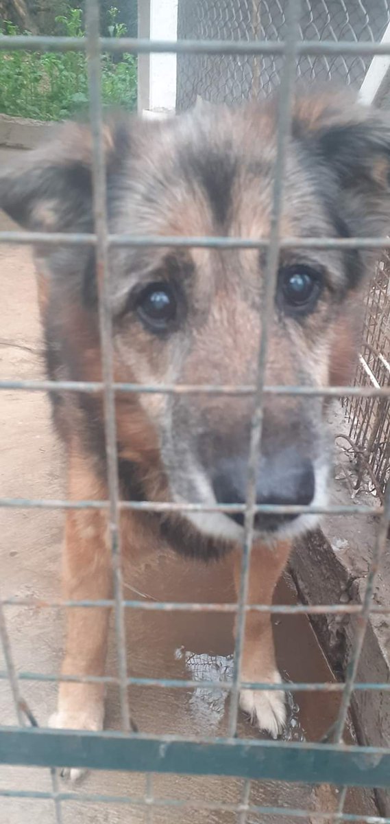 ComoNoAdorarlos's tweet photo. Soy HERMES💙🐾🐾 amigos, estoy en este canil hace años, sueño con tener una familia que me quiera, si querés compartir conmigo tu vida Llamá 🙏 al 👇📱
+54 9 11 4027-6717 Me llevan cerca de #PALOMAR donde está Refugio @_ACPLA o a #CABA ❣ https://t.co/a7BYNOeTNJ