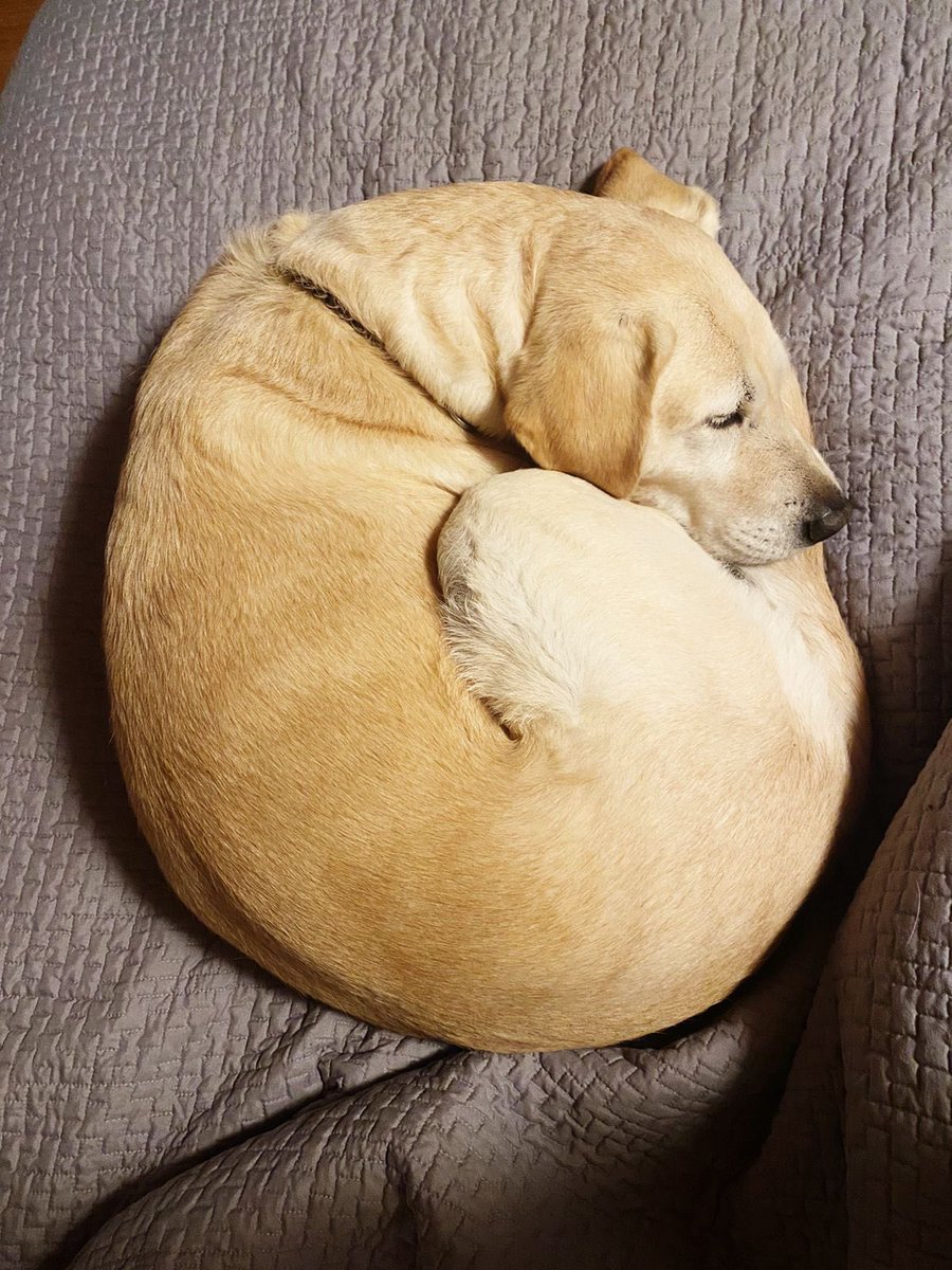 Armando Ch Noriega tweet media