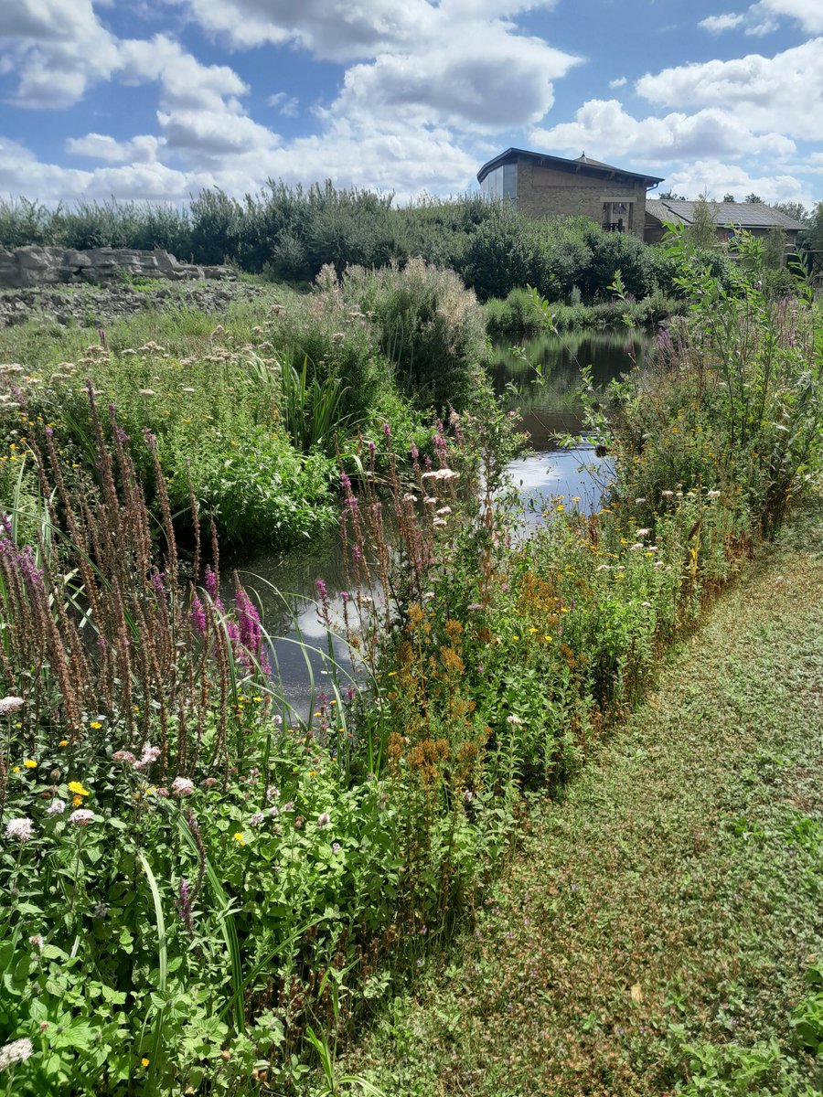 Sensounet's tweet photo. #WWTLondon #WildLondon #Wetlamds #London #Barnes #wildlifepond #wildlife #birdwatching https://t.co/j8cOutfKxD
