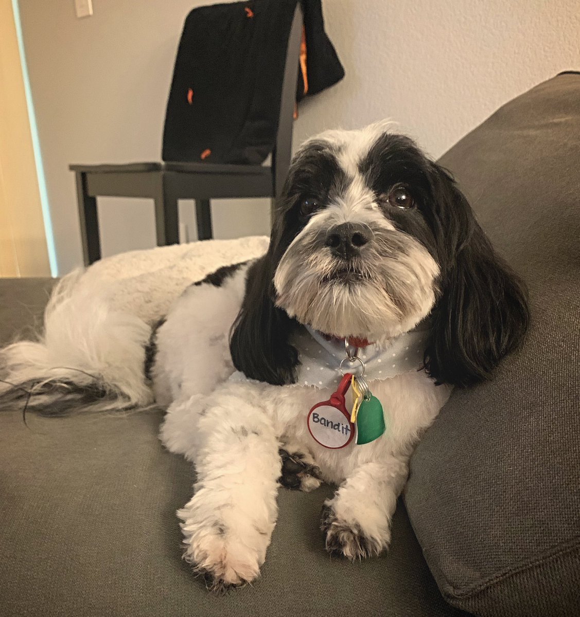 Chaise lounging #bandit #dogsoftwitter #dogs