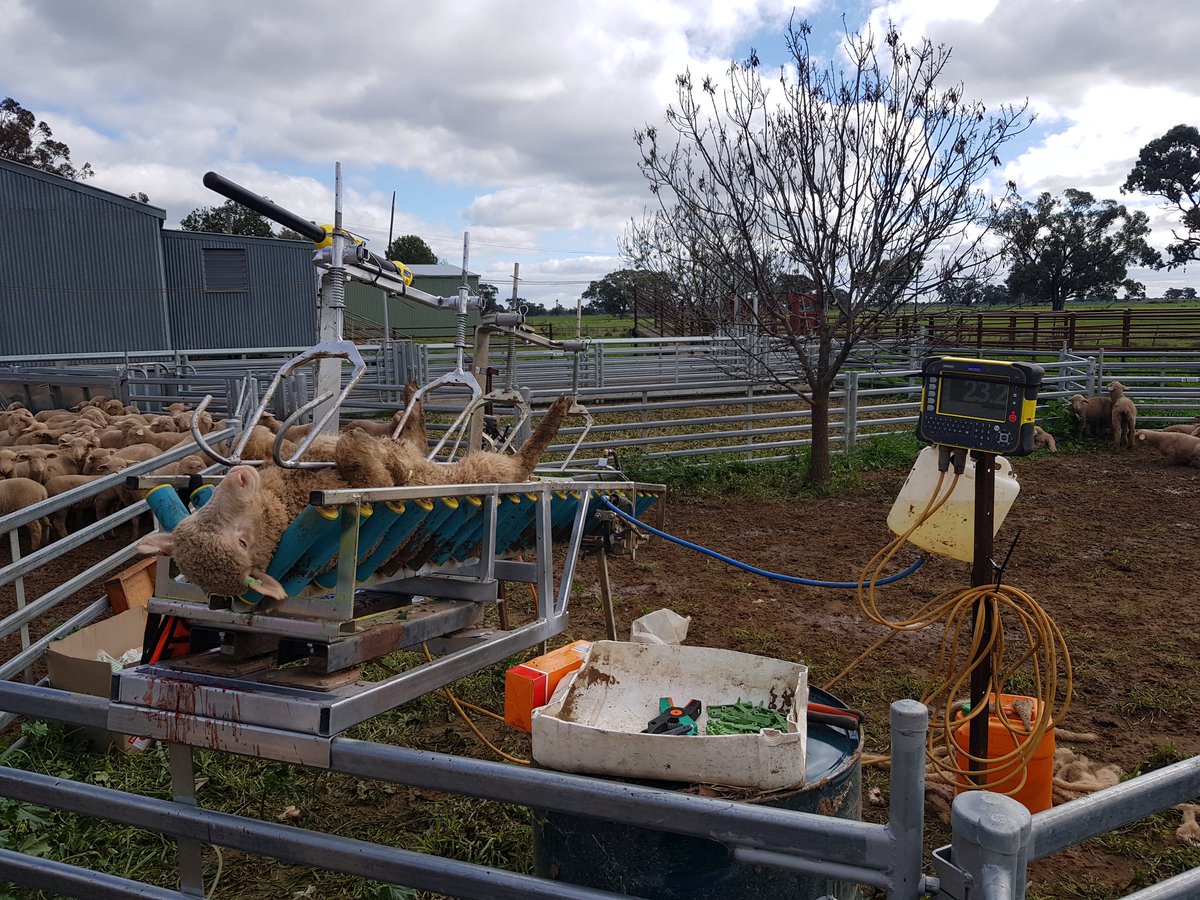 Elise Bowen tweet media