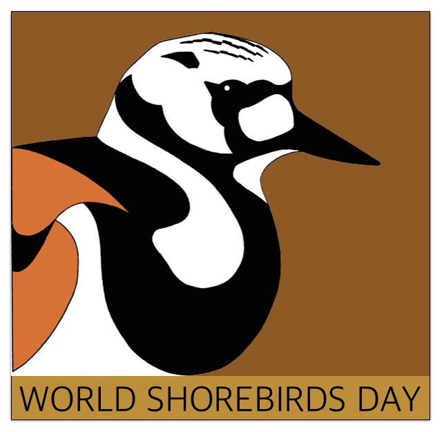 6 September 
Are you ready? ❤️
#WorldShorebirdsDay #ShorebirdsDay #Shorebirds #Waders