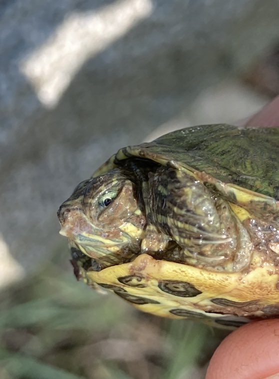 I just had an epiphany. Back on 3rd June, I watched a turtle set a nest. After a few months, the babies need rain(we’ve had none), to free them from the clay nursery. I could smell death, but dug it anyway. Four were rotting. Two looked dead, but were oddly bright. Ha! 👇🏻
