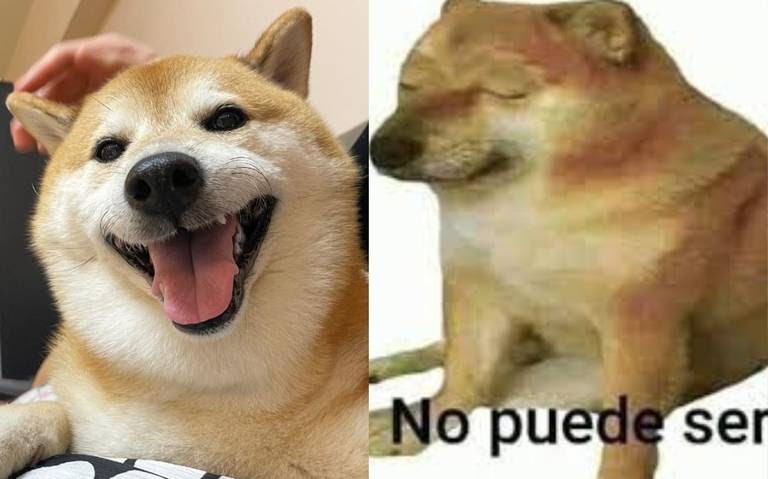 neviprod's tweet photo. MURIÓ CHEEMS EL PERRITO DE LOS MEMES!:  

MURIÓ CHEEMS EL PERRITO DE LOS MEMES!De último momento, los dueños de Cheems han informado en la cuenta oficial de Instagram que el perrito lamentablemente ha fallecido.

Mencionaron: “No estés triste, por… https://t.co/eUnq4i5jkY https://t.co/OP5x7GmhnD