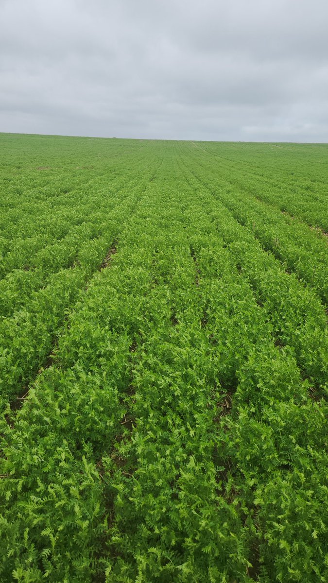 Laying fungicides on canola and lentils. Fingers crossed for a kind finish.