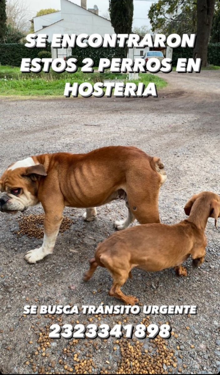BebuMoon1's tweet photo. Los vecinos de la hosteria encontraron estos perros, estamos intentado encontrar a los dueños. https://t.co/qPbwsCBYJx