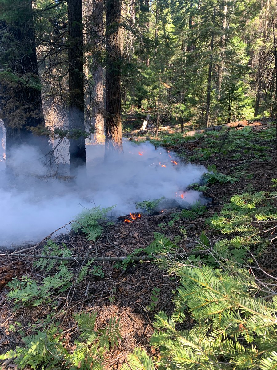 Lightning strike fires are common in the Sierra Nevada. The Redwood Fire is 1 acre in size, burning at low intensity in an area without recent fire history. Firefighters report that thus far fire effects are beneficial. Incoming wet weather is expected to slow its growth.