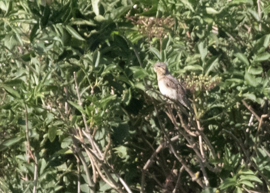 100yrOldRookery's tweet photo. Wryneck at West Runton, Norfolk this morning. A great start to a day that unfortunately didn’t really live up to the promise. #easterly #birding #birdphotography https://t.co/h2FSmts2Xg