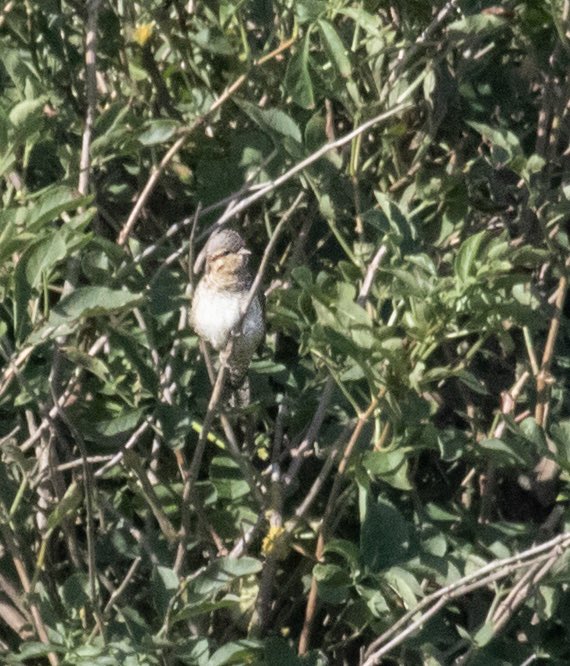 100yrOldRookery's tweet photo. Wryneck at West Runton, Norfolk this morning. A great start to a day that unfortunately didn’t really live up to the promise. #easterly #birding #birdphotography https://t.co/h2FSmts2Xg
