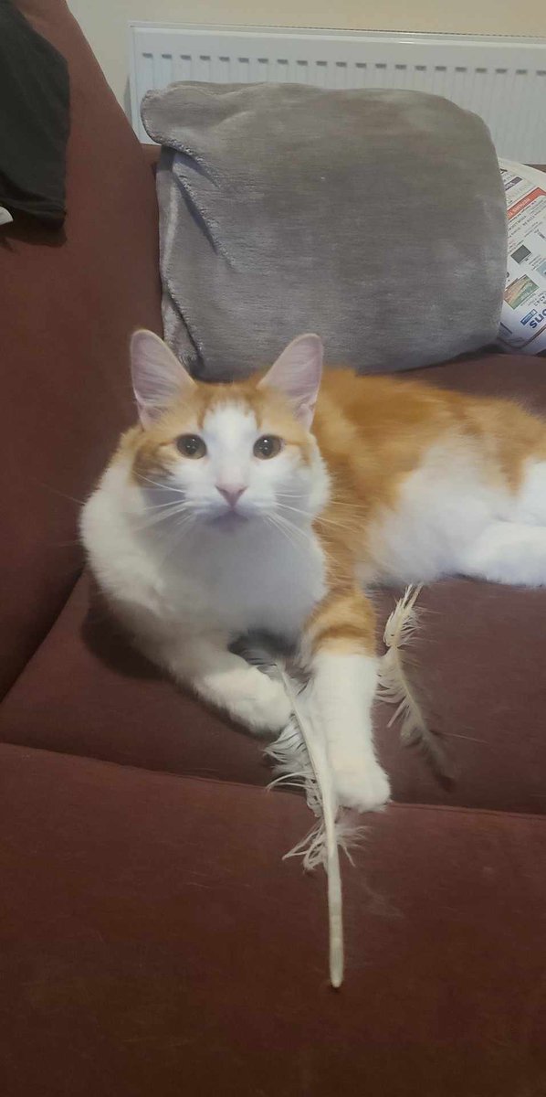 jimbag76's tweet photo. Once again, a late Caturday entry, here's Barry! 
#Caturday 
#CatsofTwittter https://t.co/P3MdaQJ6js
