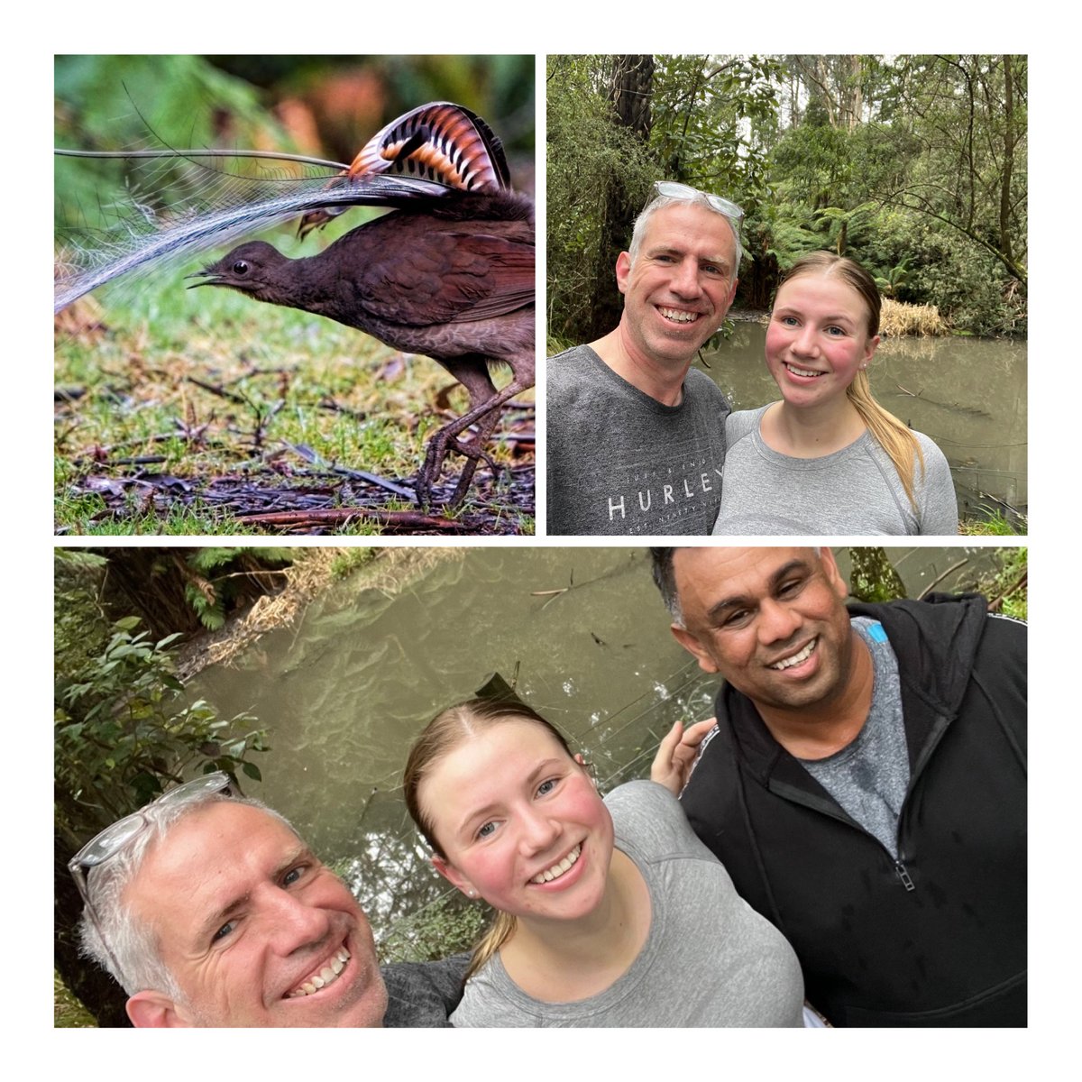 Gecks69's tweet image. Crisp autumn morning at the Kokoda Track Memorial Walk (1000 steps).. Saw a lyrebird today! 👣 👣 👣 #1000steps #dandenongranges #FerntreeGully #Nature trailsandtracks.blogspot.com/2014/02/1000-s…